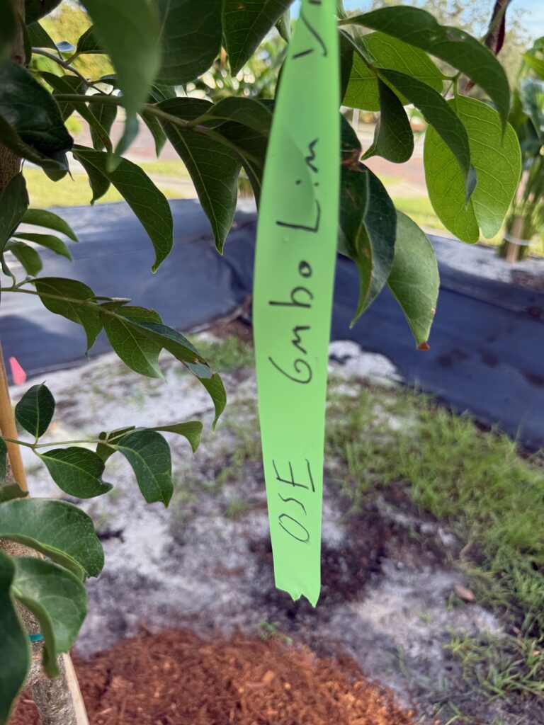 Tree Grant | An image of new trees being planted in Old Southeast Neighborhood in St. Petersburg, FL.