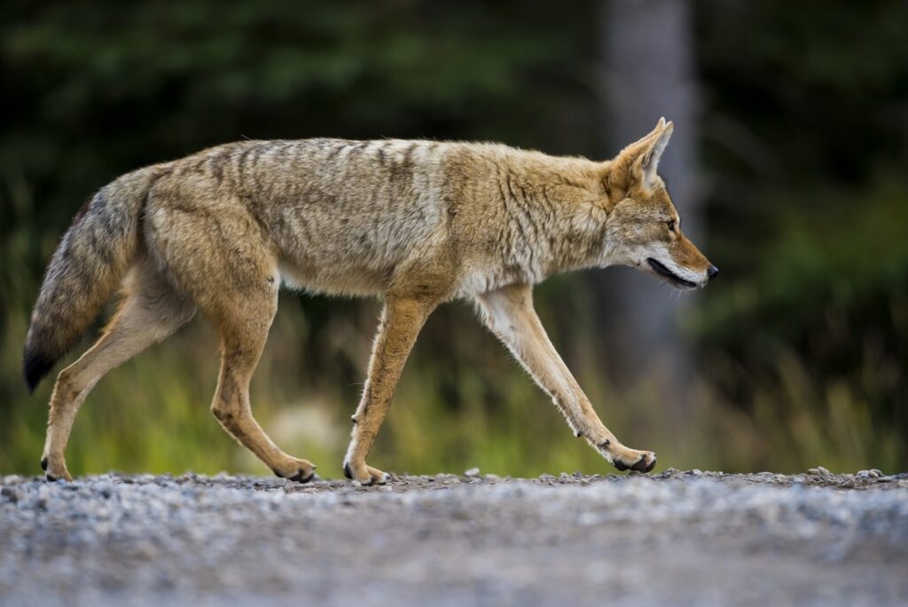 An image of a Coyote